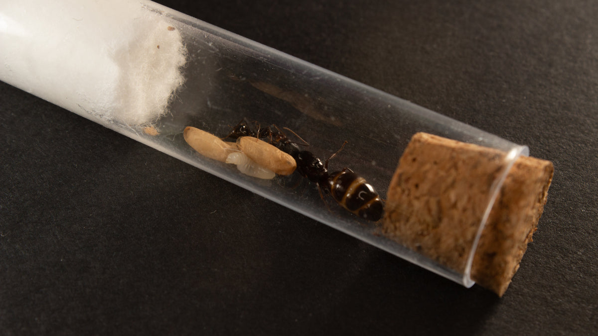 Camponotus sylvaticus || Colonia