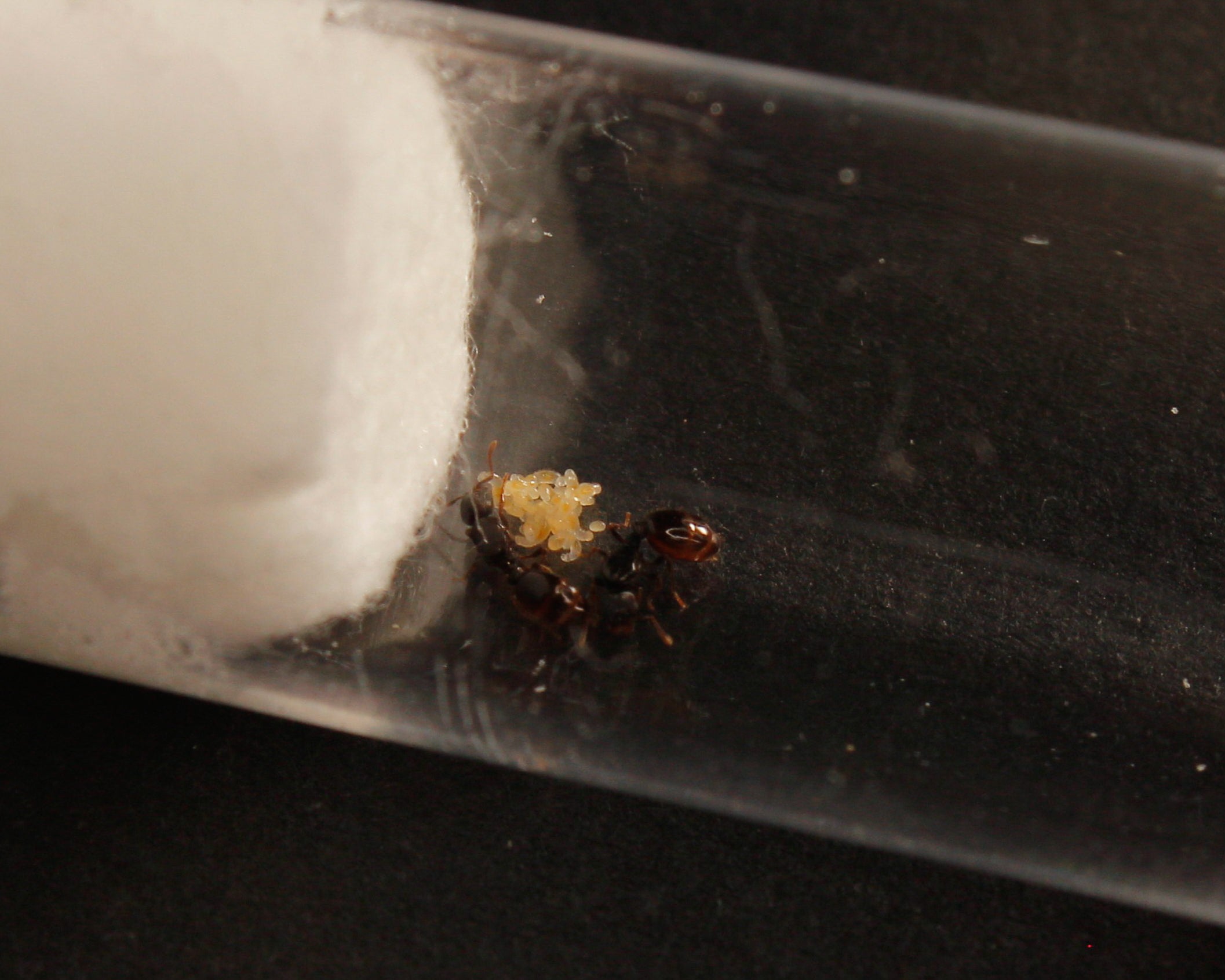 Tetramorium Forte || Reine