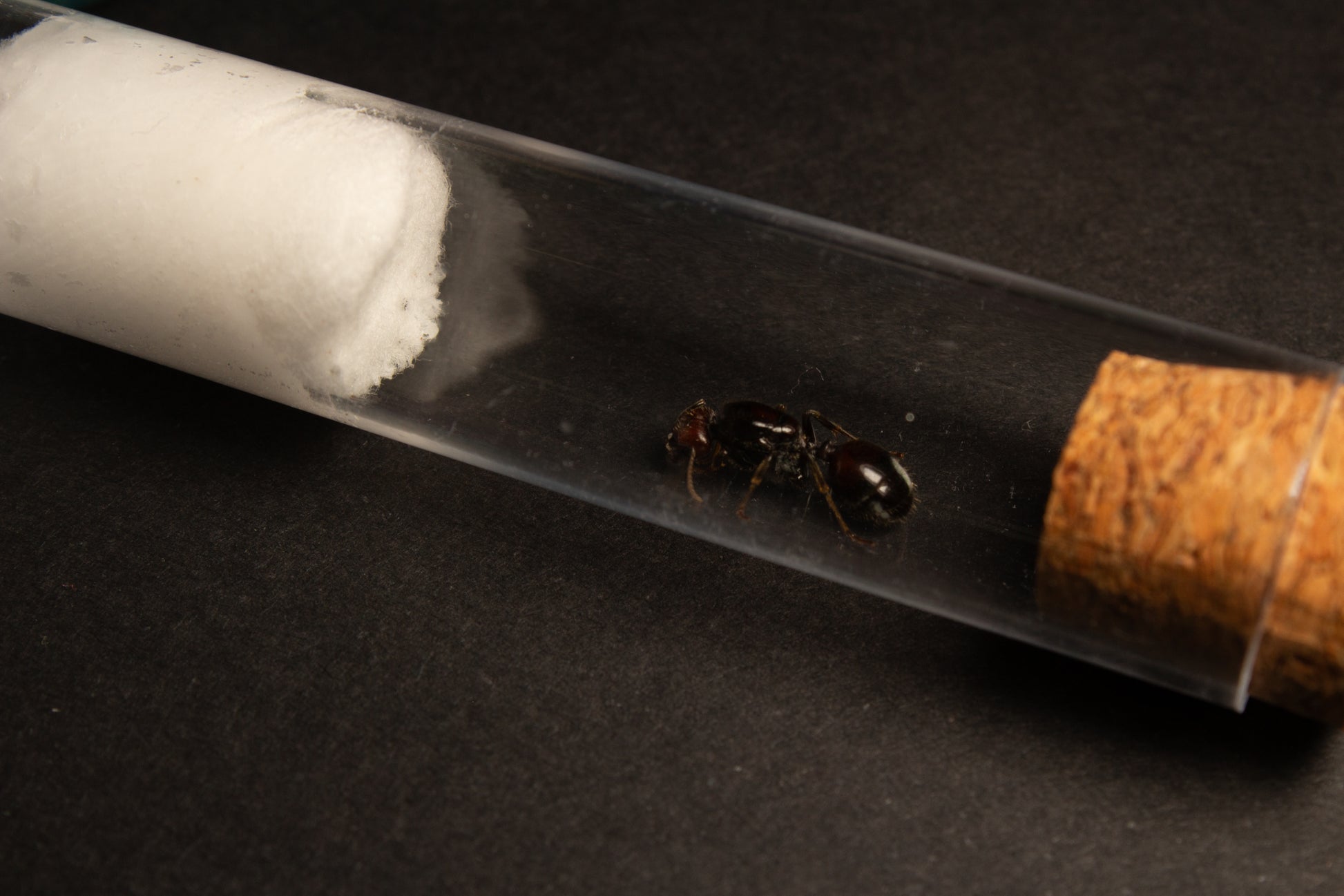 Reina Messor barbarus