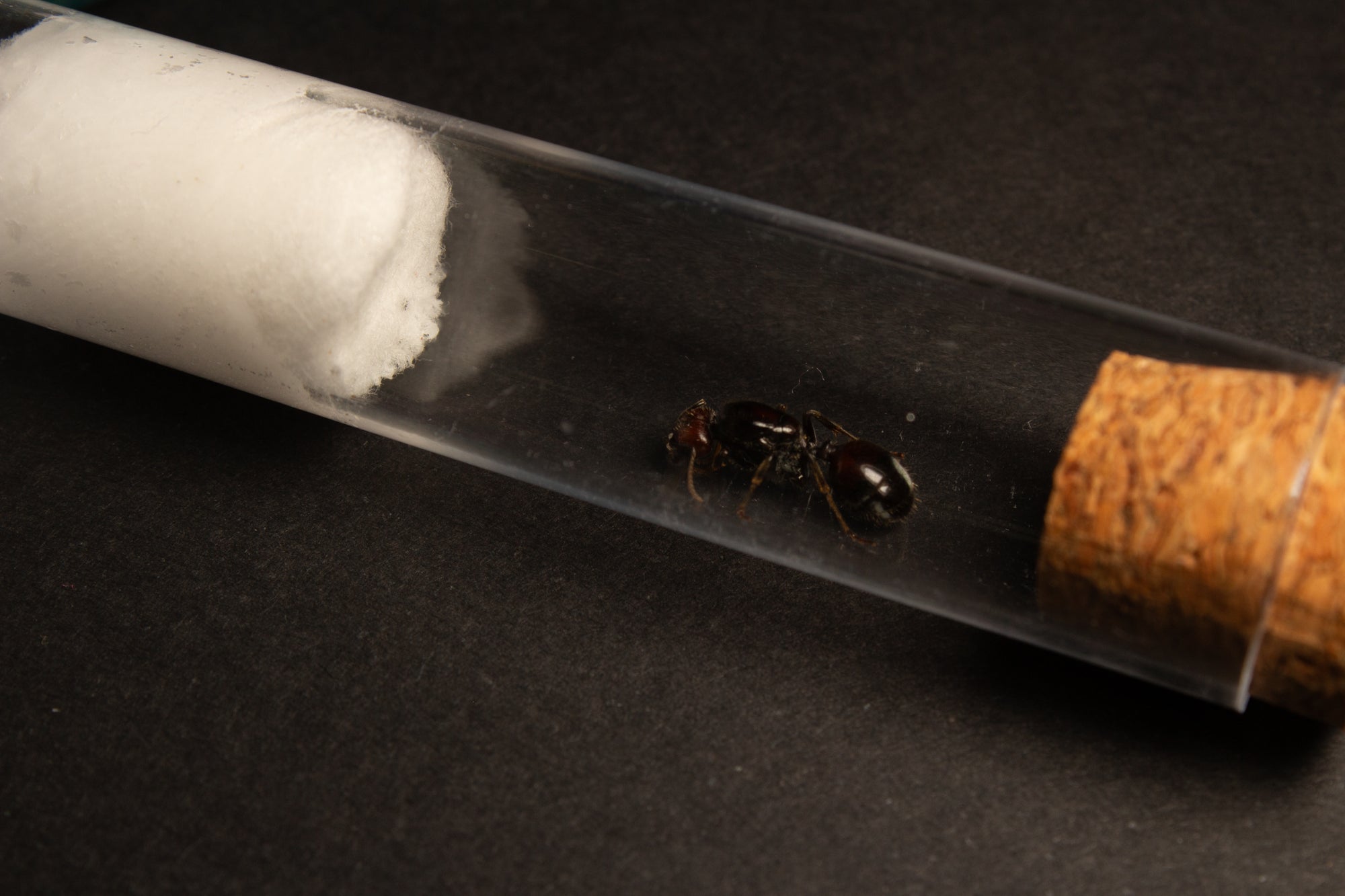 Messor barbarus || Queen
