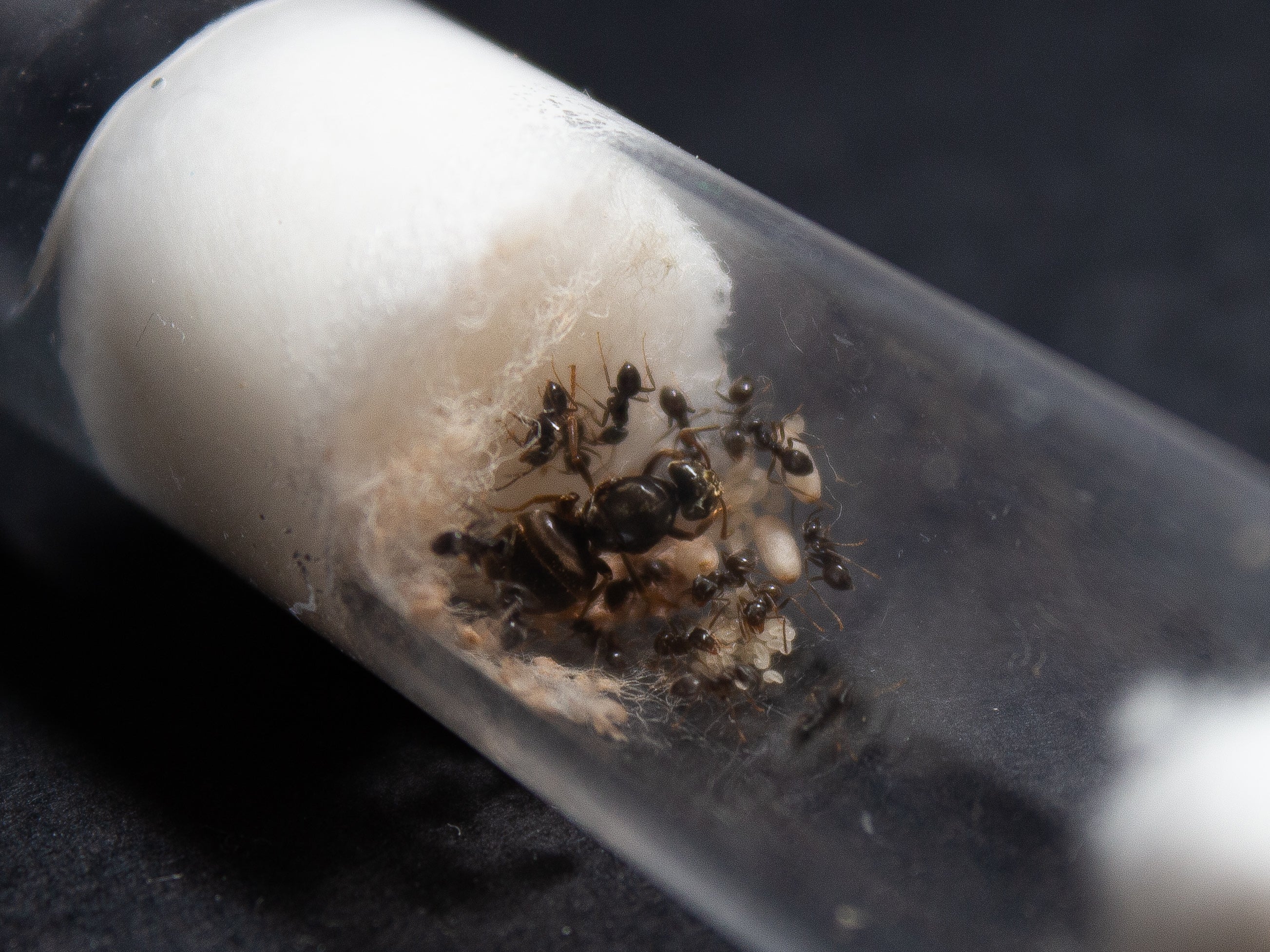Lasius Niger || Colonia