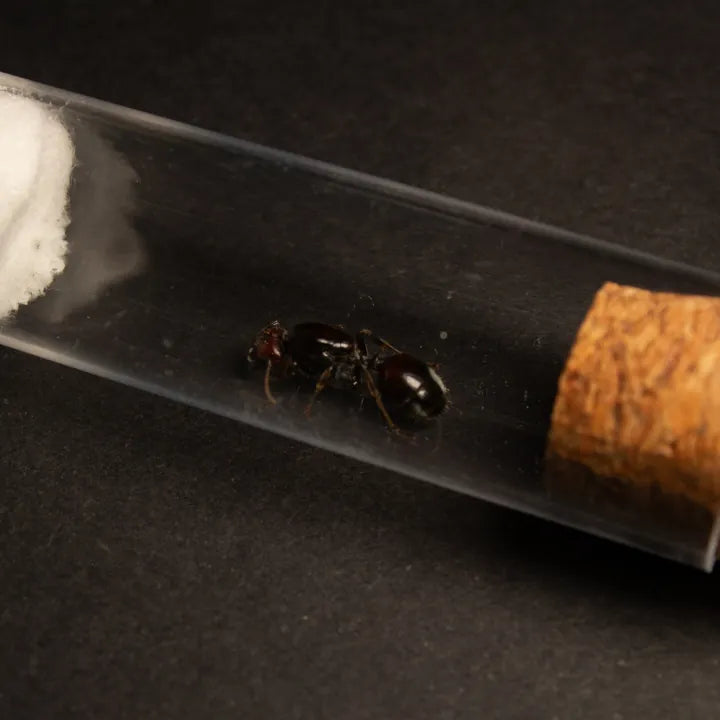 Messor barbarus || Queen