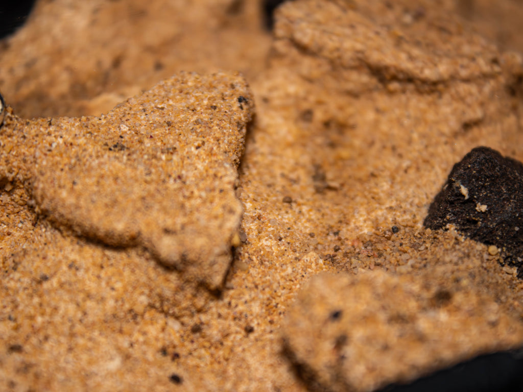 Fourmilière Terra L