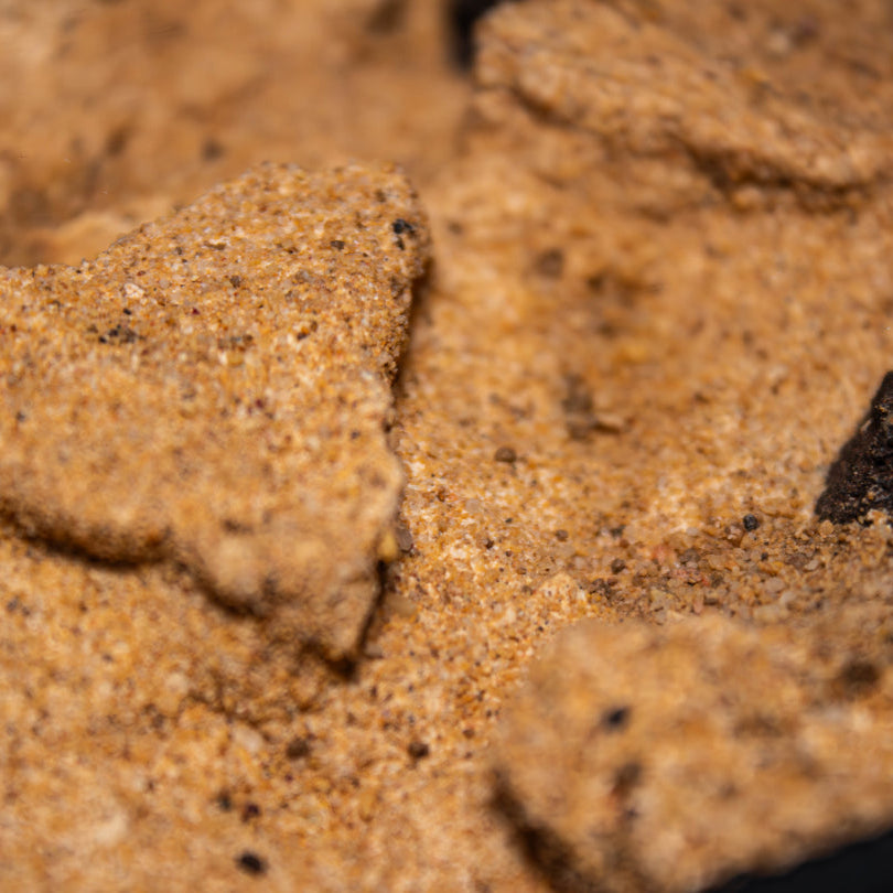 Fourmilière Terra M