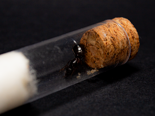 Camponotus Aethiops || Queen