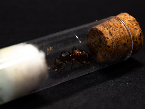 Camponotus Cruentatus || Queen