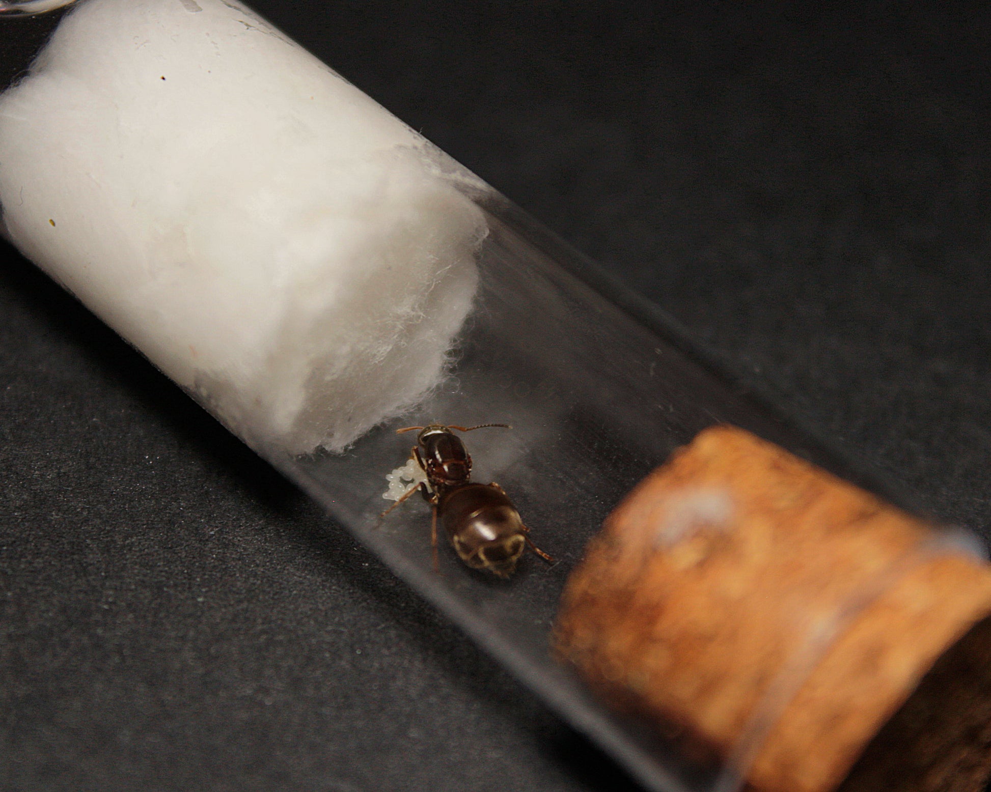 Lasius Niger || Reina