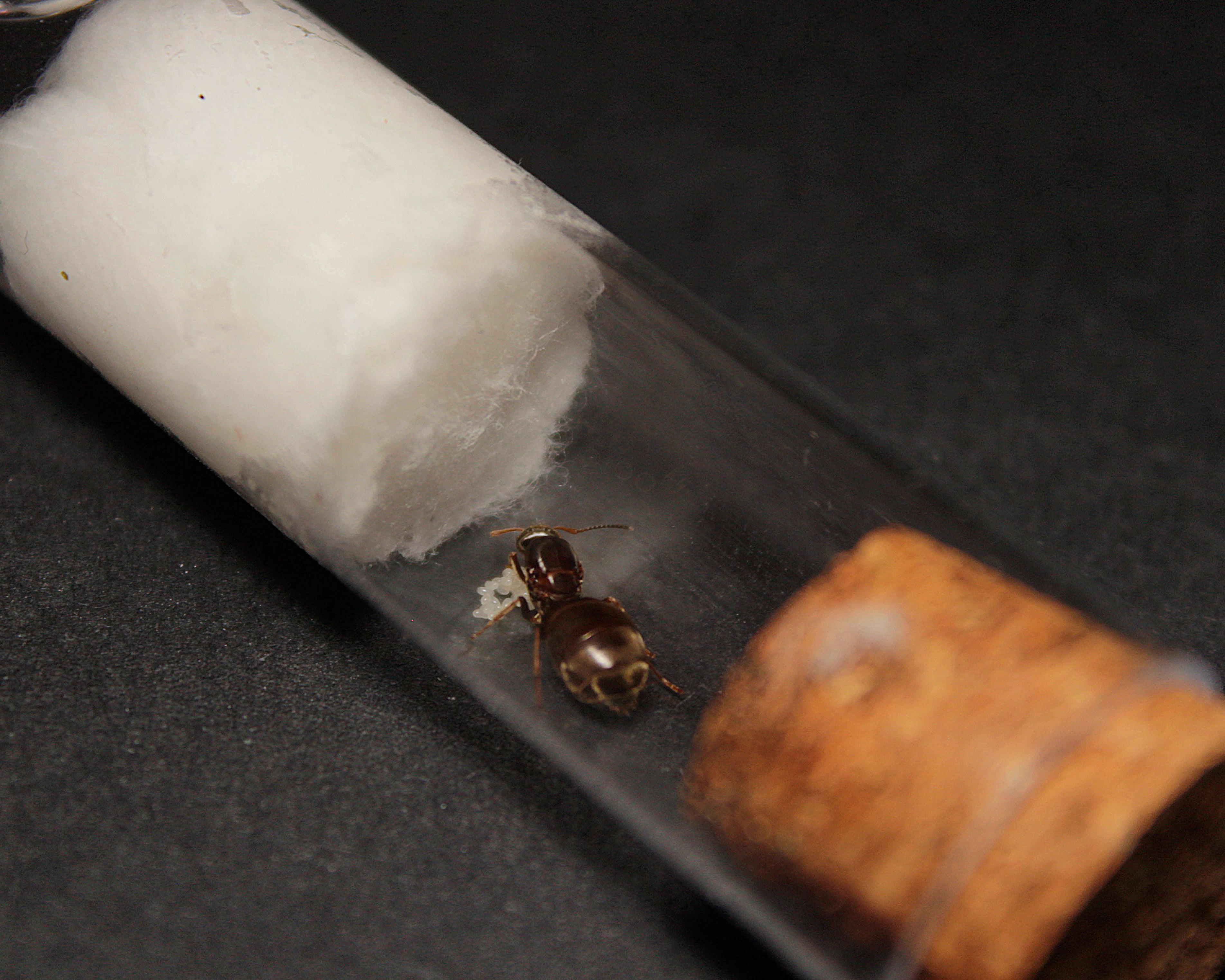 Lasius Niger || Reine